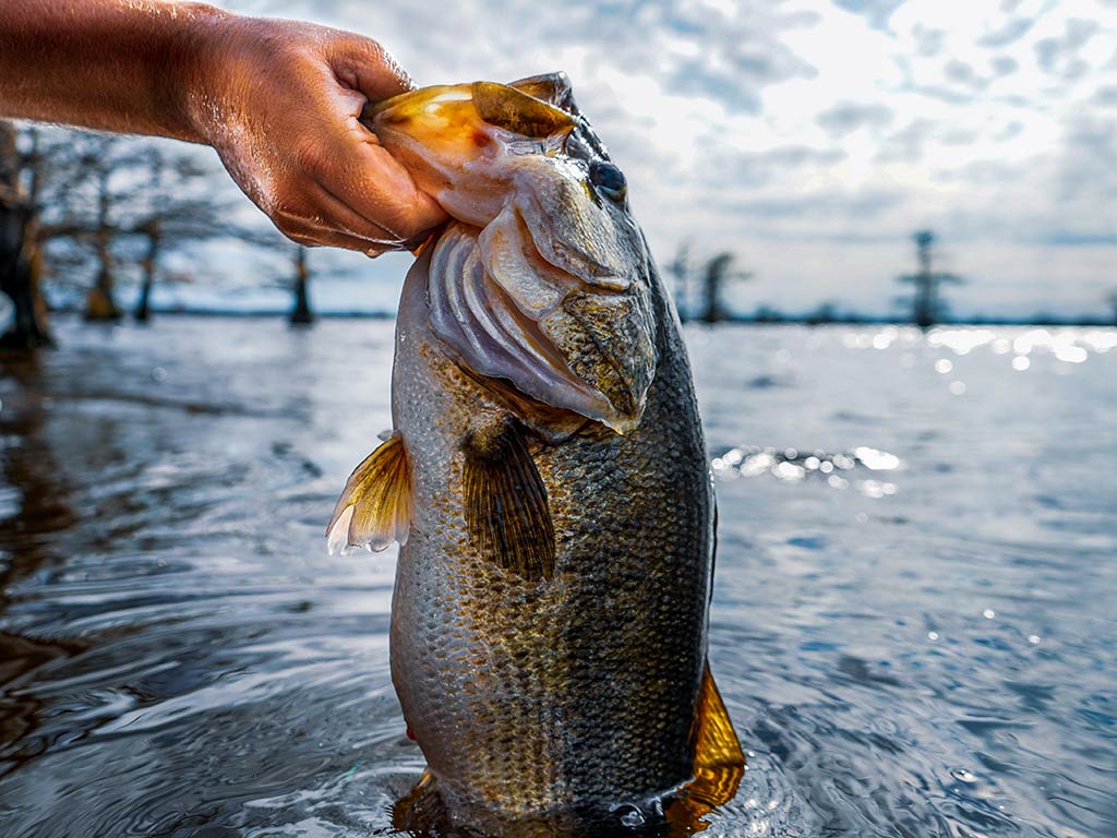 Advanced Bass Fishing Skills Best Lures, Techniques and Presentations