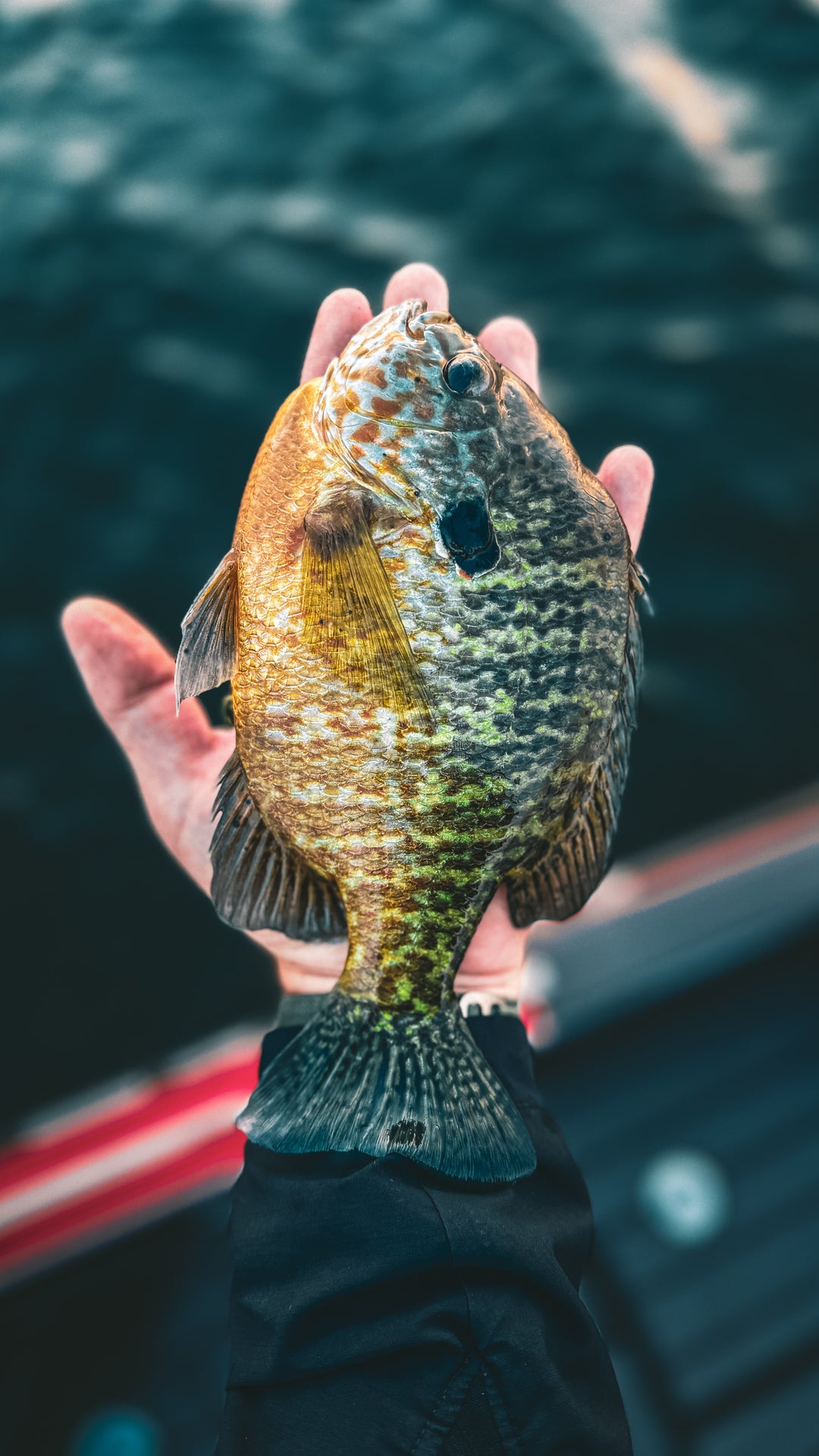 The Best Baits To Fish For Panfish