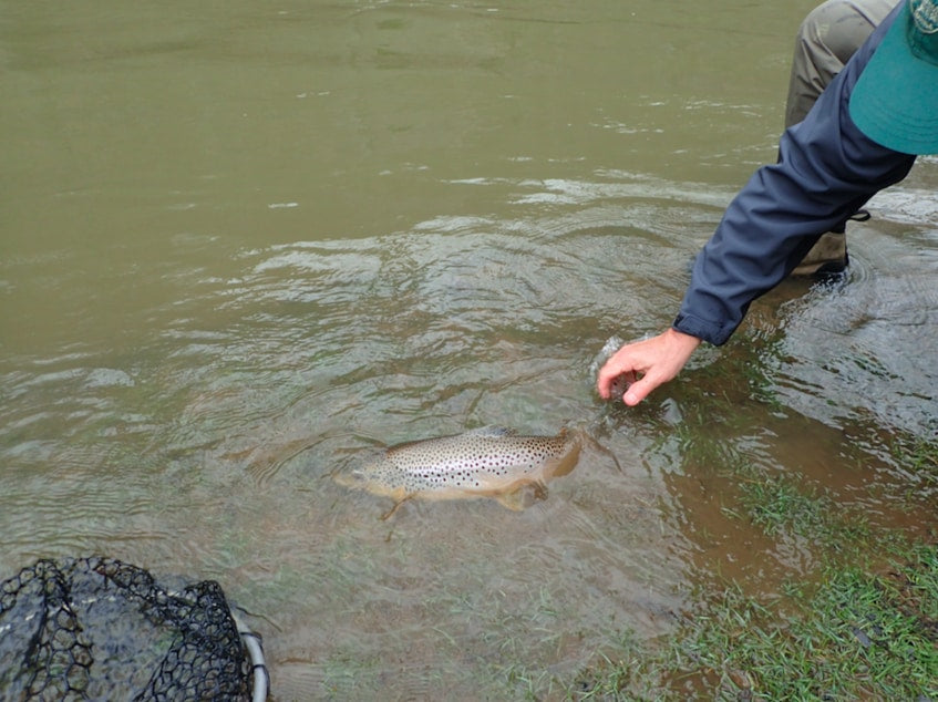 Fishing Muddy Water